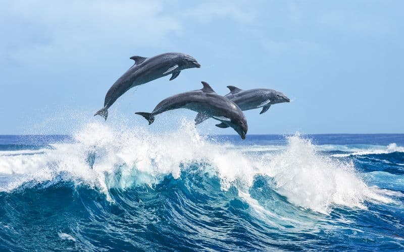 Billet 2 Hour Guided Dolphin Watching and Cave Cruise in Algarve