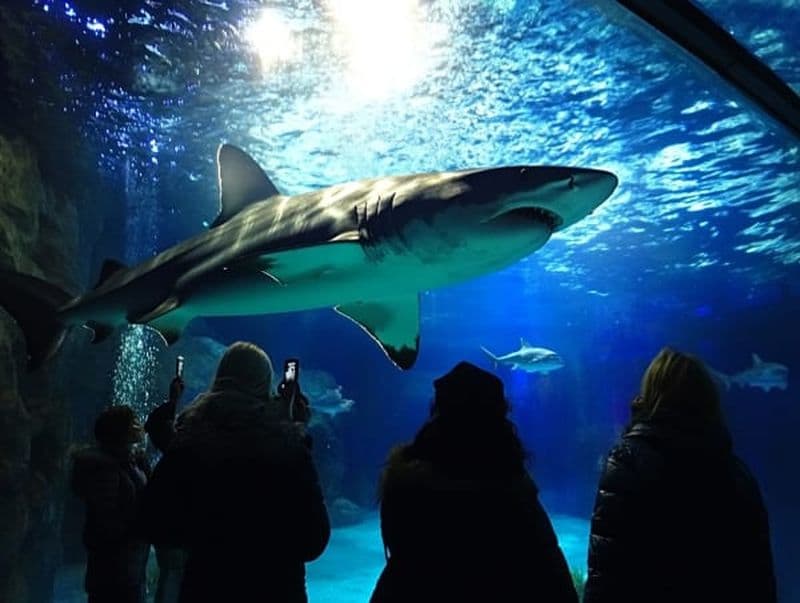 Billet Billets pour l'Aquarium de Barcelone