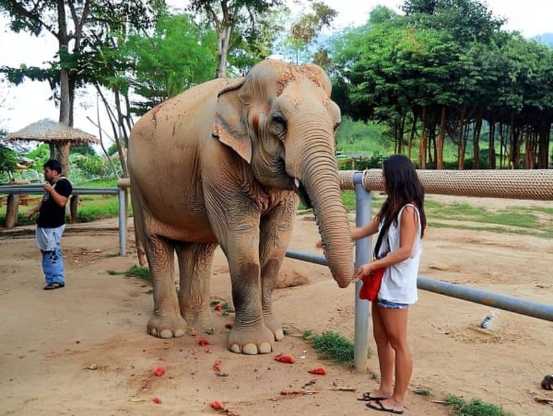 Billet Visite du sanctuaire des éléphants à Pattaya