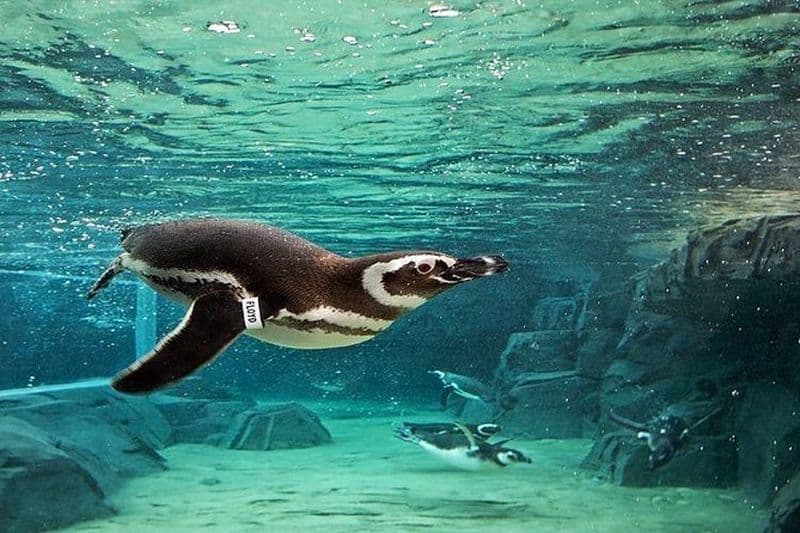Billet Billets pour l'Aquarium du Pacifique de Los Angeles