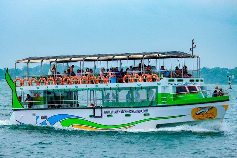 Billet Croisière d'observation des baleines et des dauphins à Galle