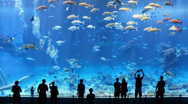 Billet Billets pour l'Aquarium de New York