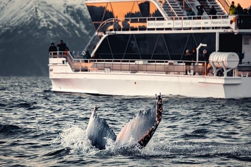 Billet Croisière d'observation des baleines à Tromsø