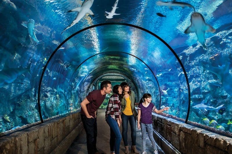Billet Billets pour l'aquarium Shark Reef de Las Vegas