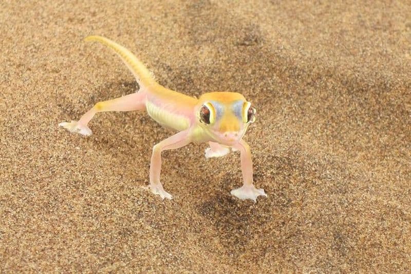 Billet Excursion d’une journée à Sandwich Harbour au départ de Walvis Bay