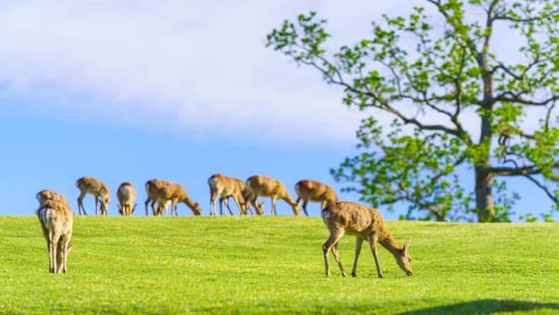 Billet Excursion d’une journée à Nara et Uji avec onsen