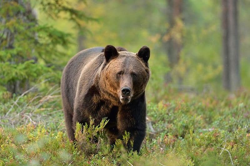 Billet Excursion pour observer des ours bruns depuis Brasov
