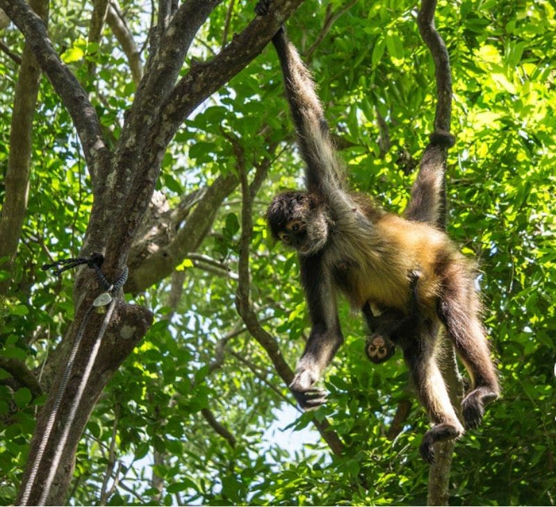 Billet Billets pour le Croco Cun Zoo à Cancún