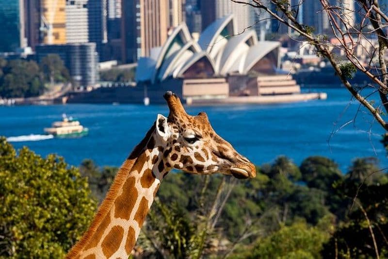 Billet Billets pour le zoo de Taronga à Sydney