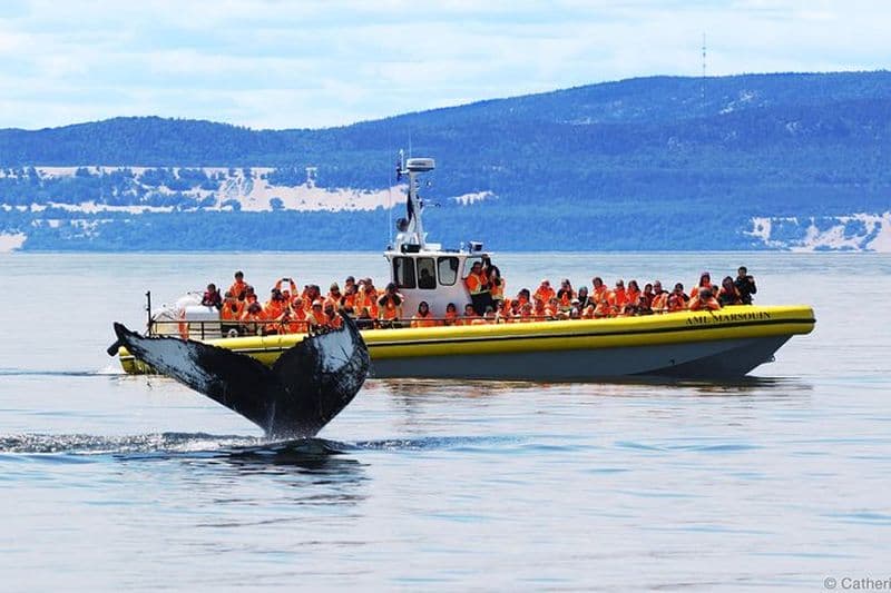 Billet Croisière d'observation des baleines au Québec