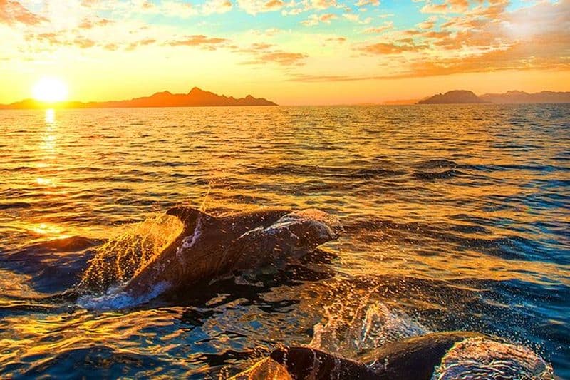 Billet Croisière d'observation des dauphins à Pula