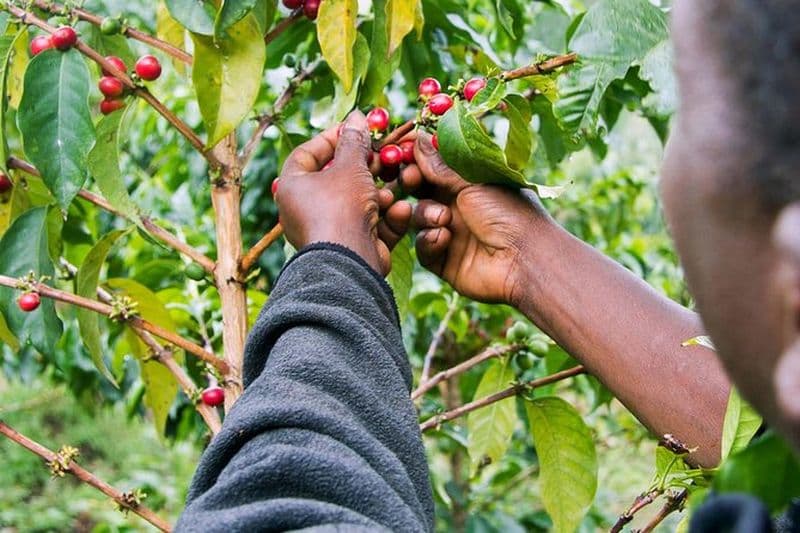 Billet Visite guidée d'une plantation de café à Nairobi