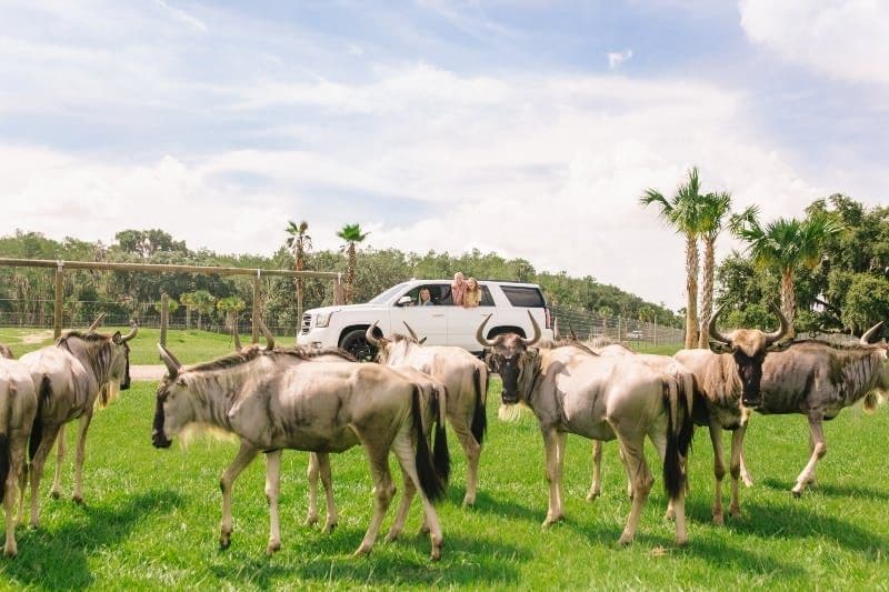 Billet Safari en voiture à Wild Florida à Orlando