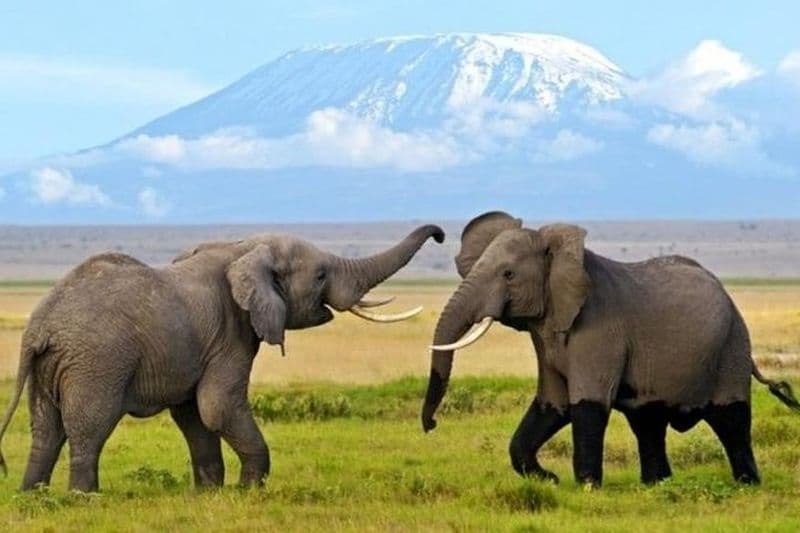 Billet Excursion de 3 jours au Parc National d'Amboseli depuis Nairobi