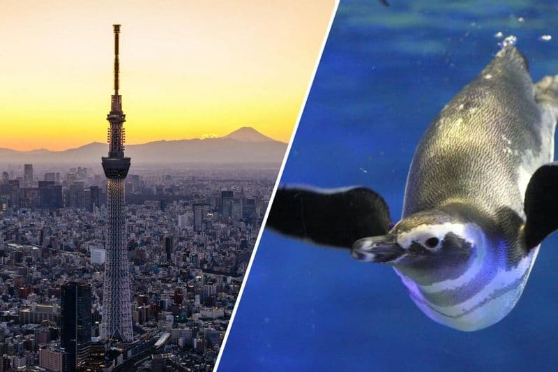 Billet Offre : Billets pour Tokyo Skytree et l'aquarium de Sumida
