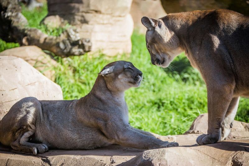 Billet Billets pour le Rancho Texas Lanzarote Park
