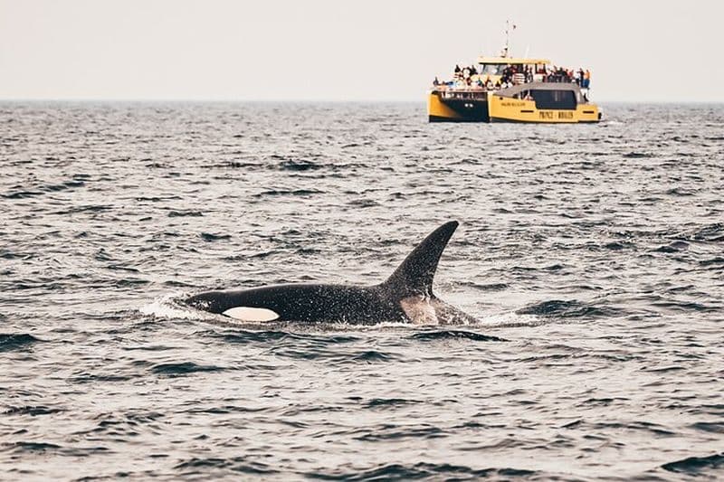 Billet Croisière d'observation des baleines à Victoria