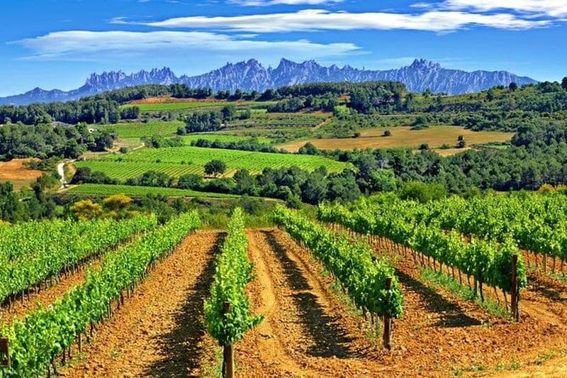 Billet Excursion de randonnée et dégustation de vins dans le Penedès depuis Barcelone