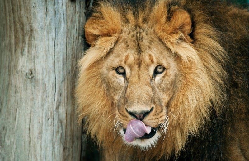 Billet Billets pour le zoo de Schönbrunn Vienne