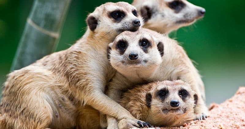 Billet Billets pour Terra Natura Murcia