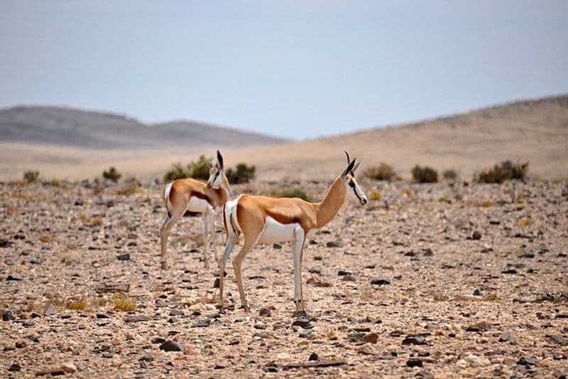 Billet Excursion dans le désert du Namib au départ de Walvis Bay