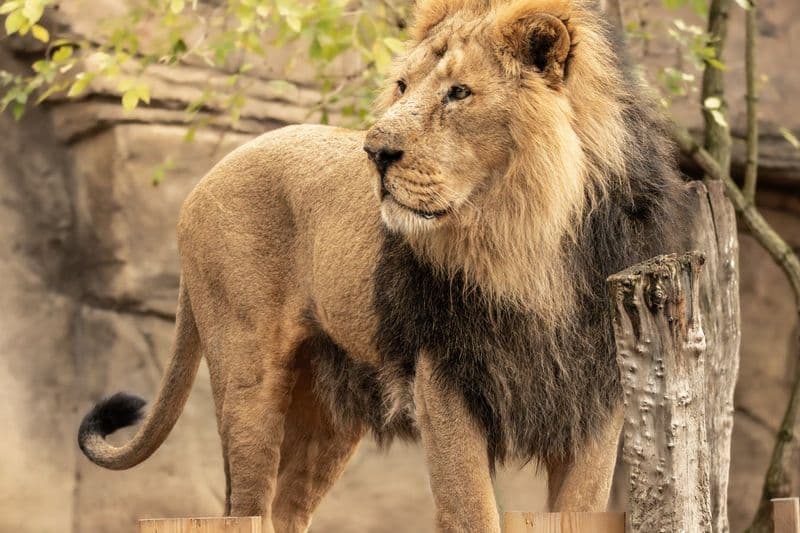 Billet Billets pour le ZSL London Zoo