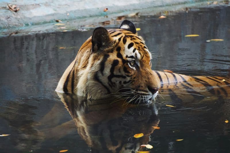 Billet Billets pour le Zoo National de Malaisie à Kuala Lumpur