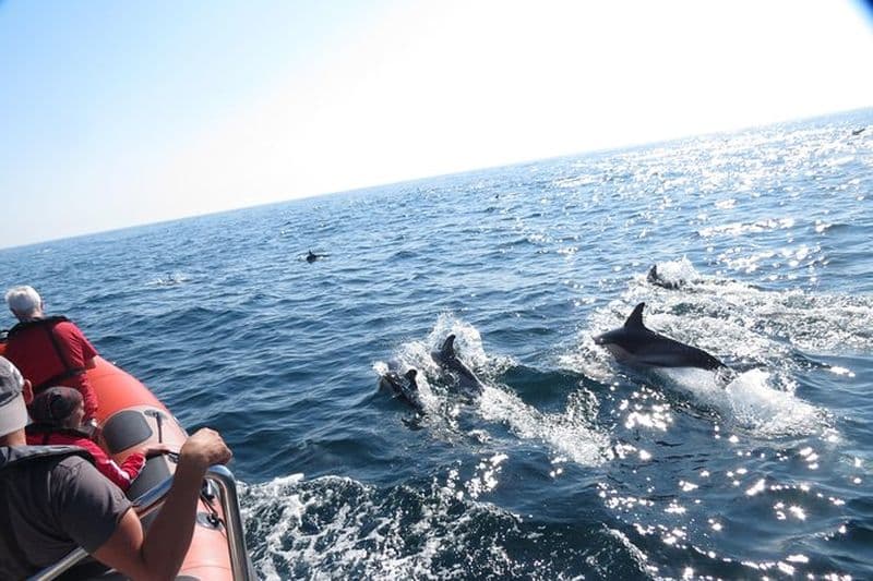 Billet Croisière d'observation des dauphins à Nazaré