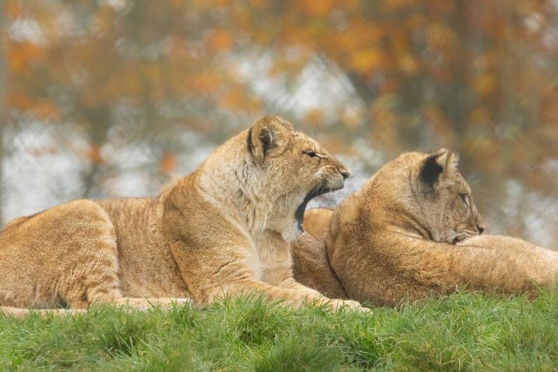 Billet Billets de Noël pour le Zoo ZSL Whipsnade
