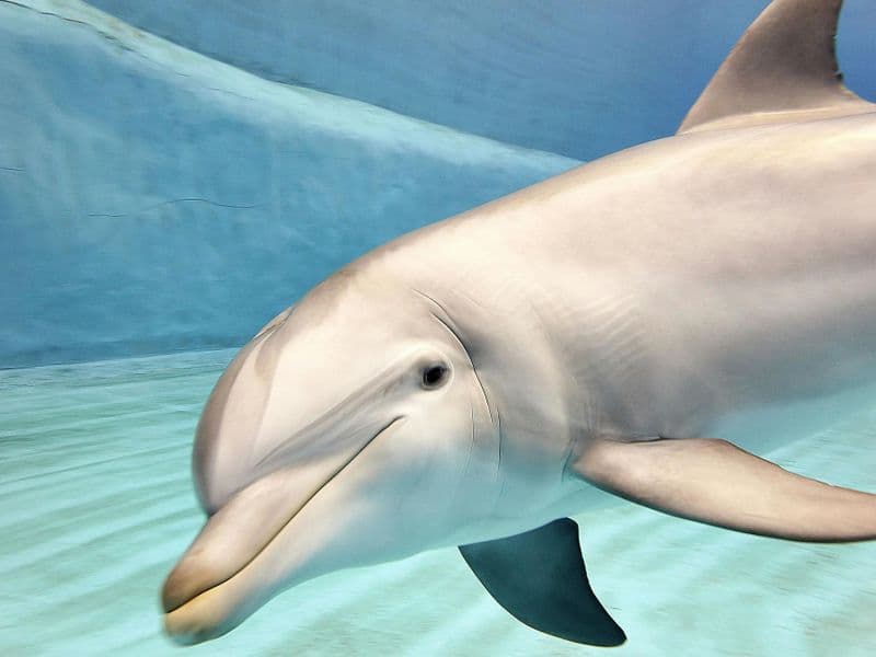 Billet Billets pour l'Oceanogràfic et le Musée des Sciences de Valence