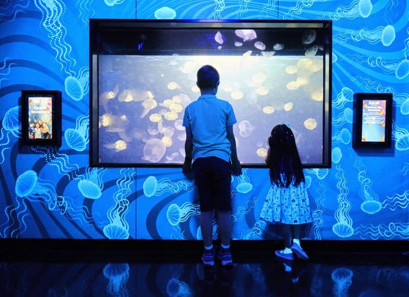 Billet Billets pour l'aquarium SEA LIFE de Melbourne