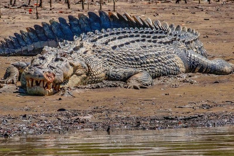 Billet Croisière d'observation des crocodiles et de la faune sauvage sur la rivière Daintree à Port Douglas