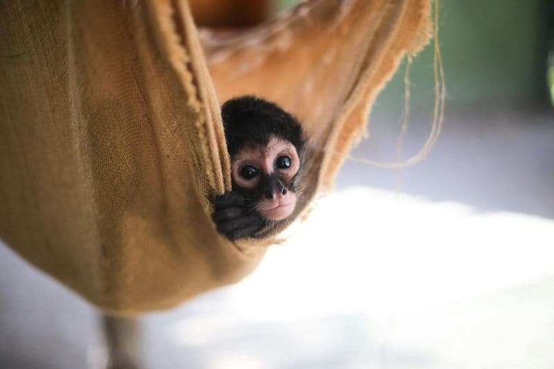 Billet Billets pour le Sanctuaire des Singes et Animaux Sauvés d'Akumal