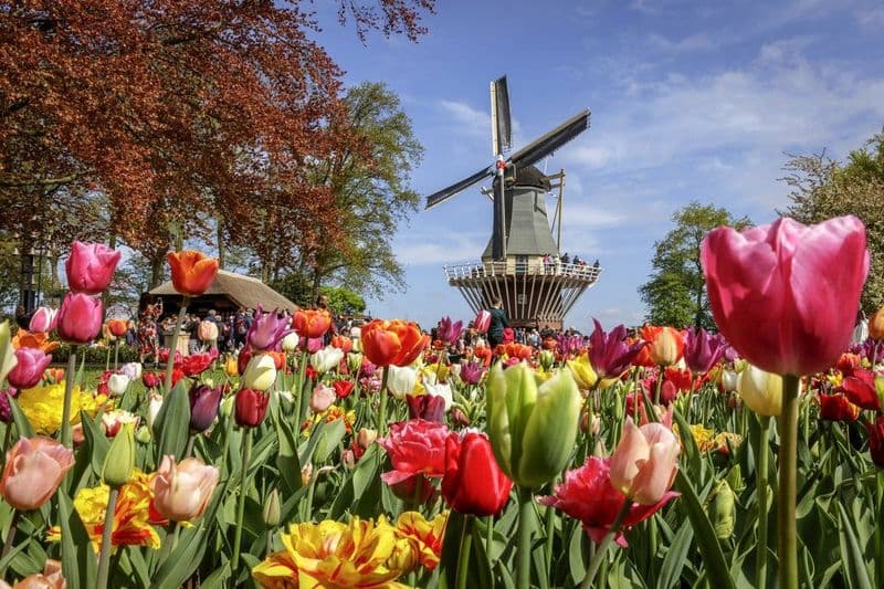 Billet Billets pour Keukenhof avec transferts en bus depuis Amsterdam
