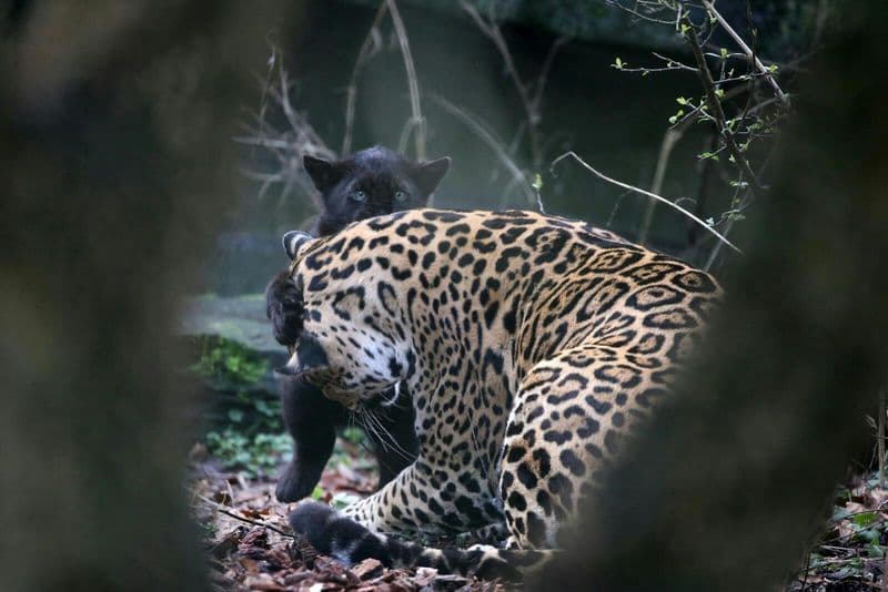 Billet Billet d'entrée au zoo royal d'Amsterdam ARTIS