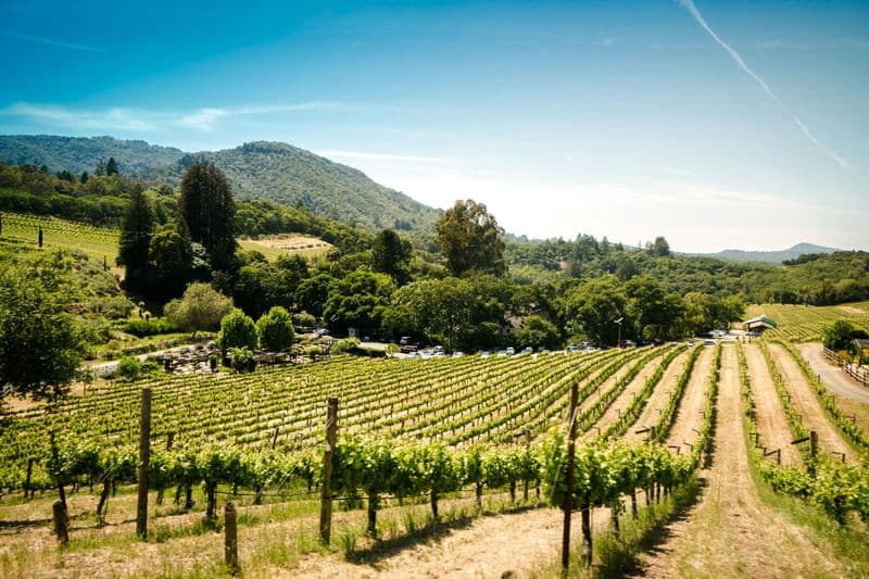 Billet Visite des vignobles de Sonoma et de la Napa Valley au départ de San Francisco