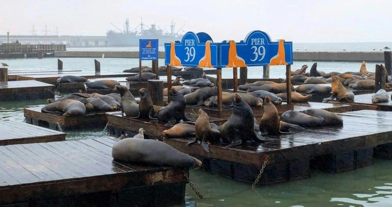 Billet Visite guidée de Fisherman's Wharf avec billet pour l'Exploratorium