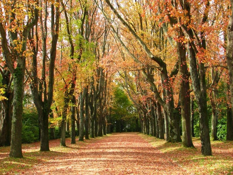 Billet Entrance tickets to Serralves Park in Porto