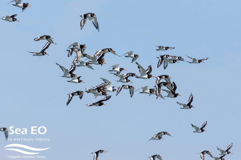 Billet Excursion en bateau pour observer les oiseaux à Lisbonne