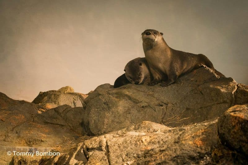 Billet San Francisco Aquarium of the Bay tickets