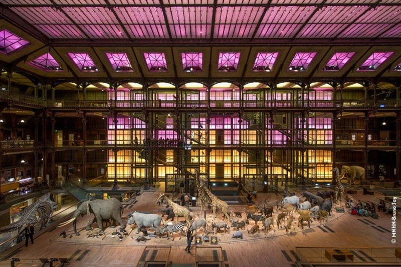 Billet Billets coupe-file pour la Grande Galerie de l'Évolution