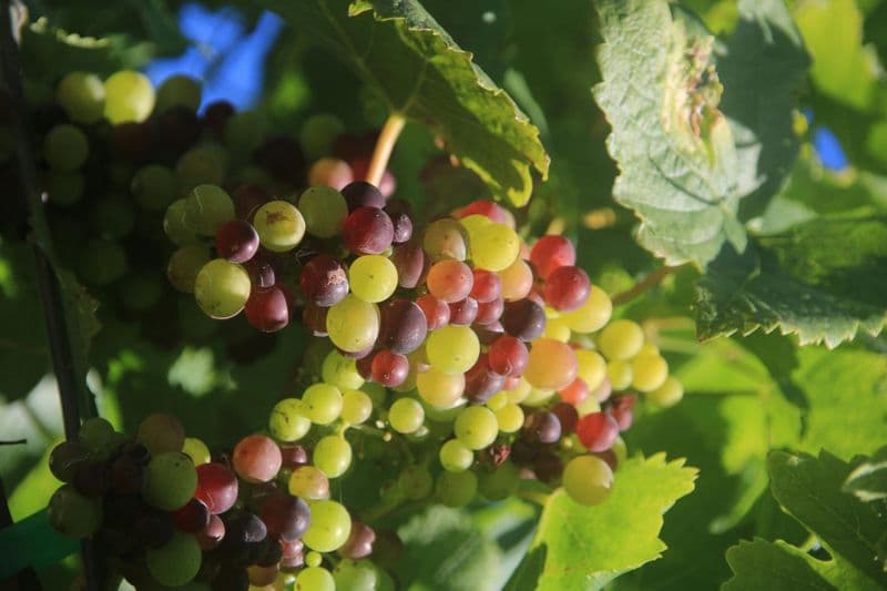 Billet Visite des vignobles, passerelle vers Cabo Girão et aventure en 4x4
