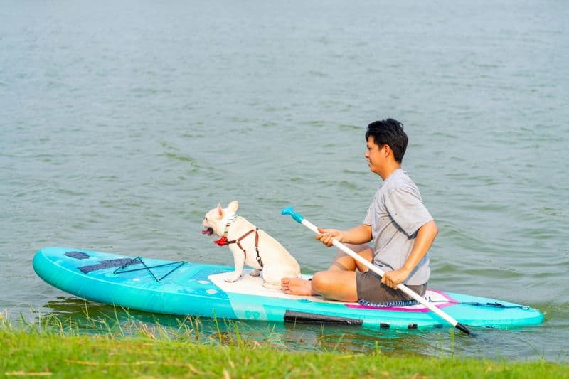 Billet Paddle surf de 90 minutes avec expérience canine à Séville