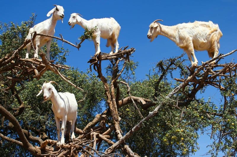 Billet Trip to Spot Tree-Climbing Goats from Agadir