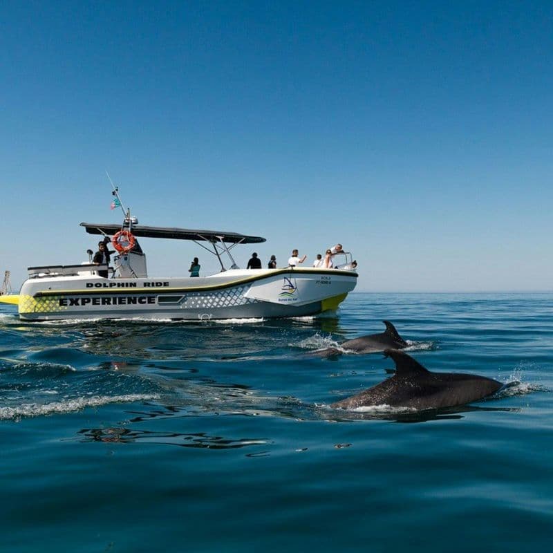 Billet Observation des dauphins et visite guidée en bateau
