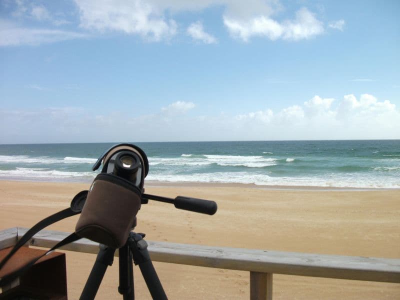 Billet Excursion d'observation des oiseaux dans les dunes d'Alvor