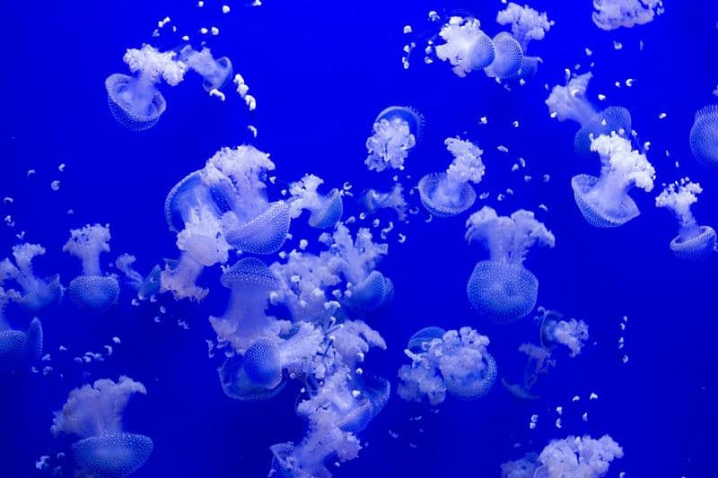 Billet Billets pour l'aquarium de Séville