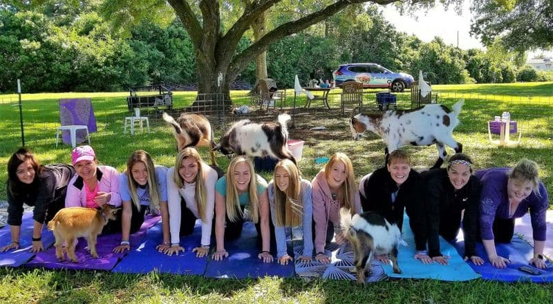 Billet Cours de yoga de chèvre avec mimosa et visite d'une ferme à Houston