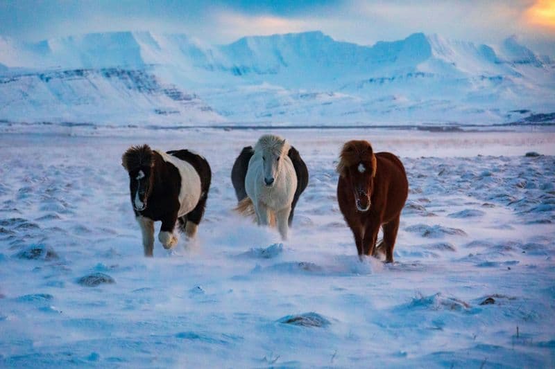Billet TUI Tour d'Islande à cheval