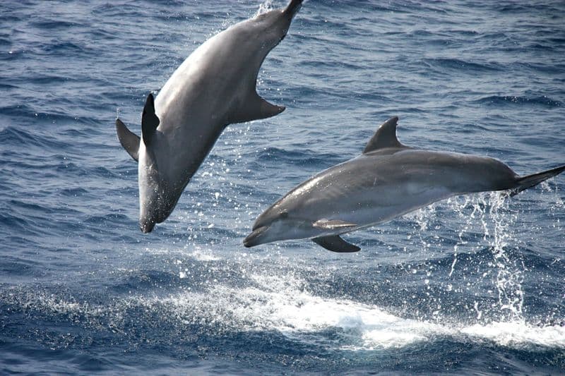 Billet Observation des dauphins et Tarifa